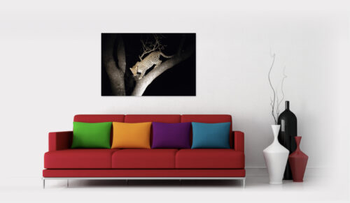 Leopard descending from tree - Image 2