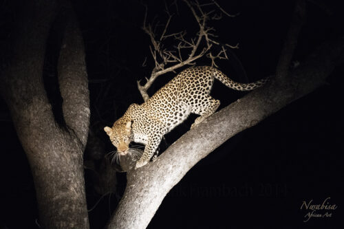 Leopard descending from tree