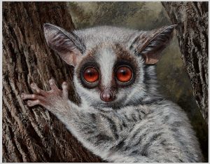 Bushbaby Bella by Danie Marais