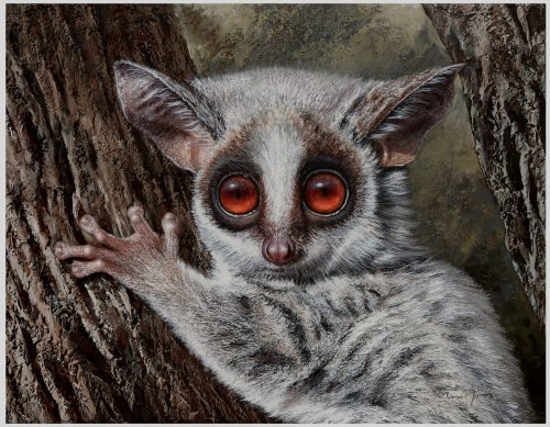 Bushbaby Bella by Danie Marais
