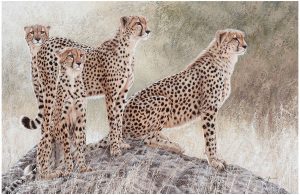 Hunting for hope by Danie Marais, painting of for cheetahs on a mount
