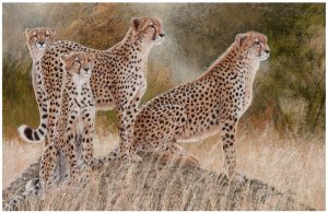 Hunting for hope by Danie Marais