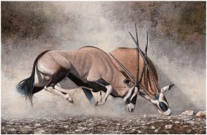 Clashing of Horns by Danie Marais showing Gemsbokke (Oryx) fighting for dominance