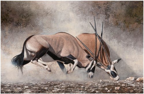 Clashing of Horns by Danie Marais showing Gemsbokke (Oryx) fighting for dominance